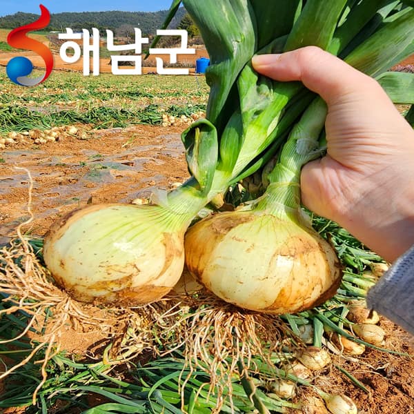 산지직송 해남 햇양파 3kg 중사이즈 (4,480원/무료)1