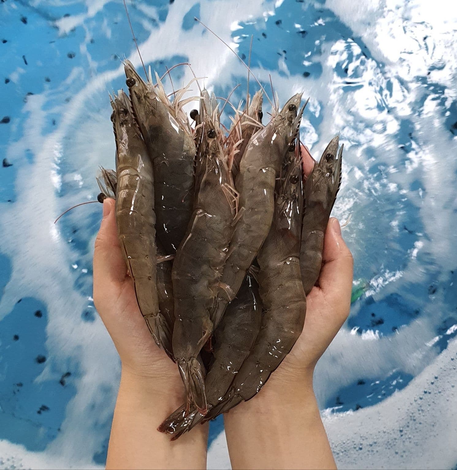 생물 흰다리새우 1kg 33-38미 (20,680원/무료)