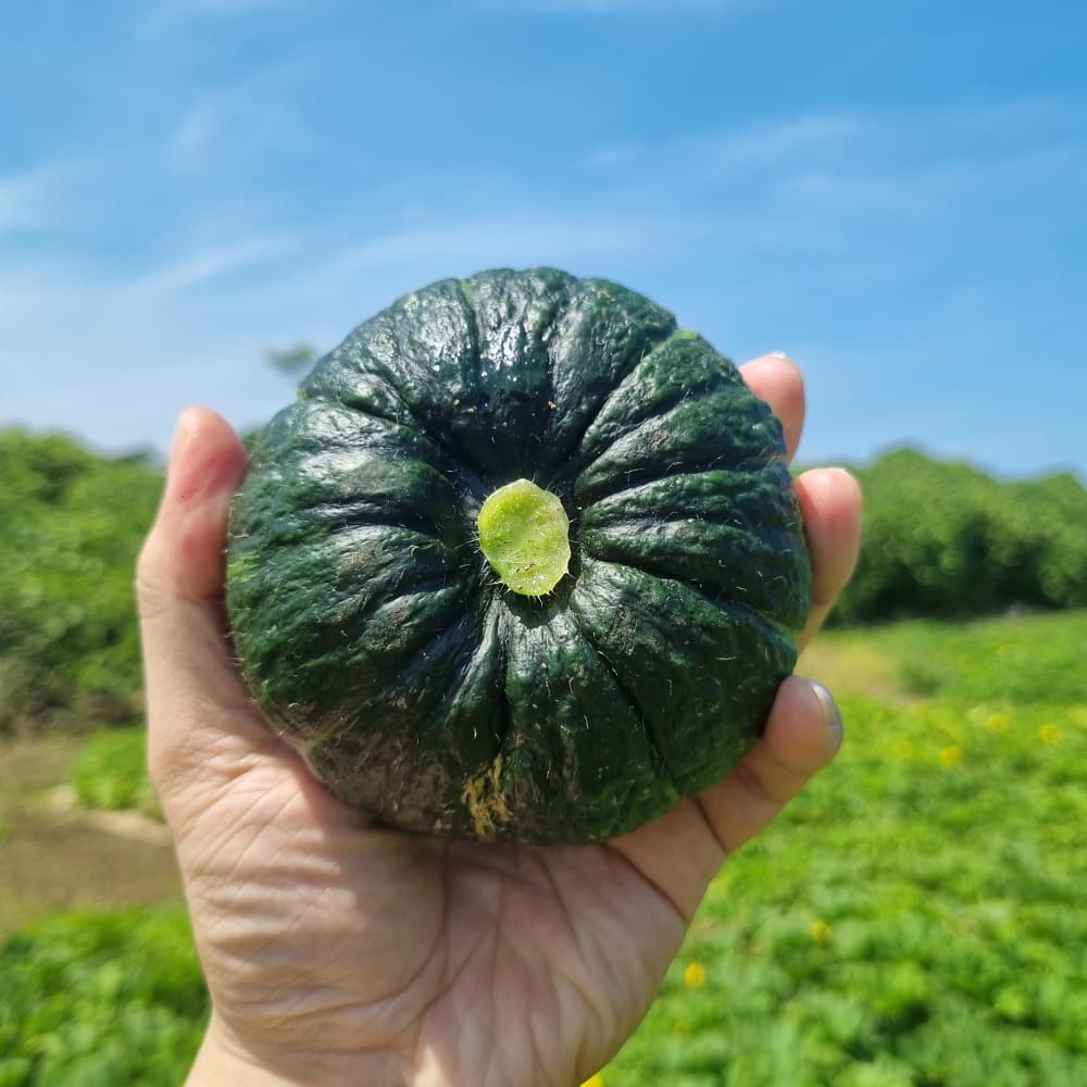 미니 밤호박 1kg 소과 (6,900원/무료)