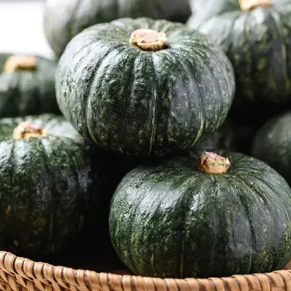 제주 보우짱 미니밤호박 2kg 로얄과(신한8,350원/무배)