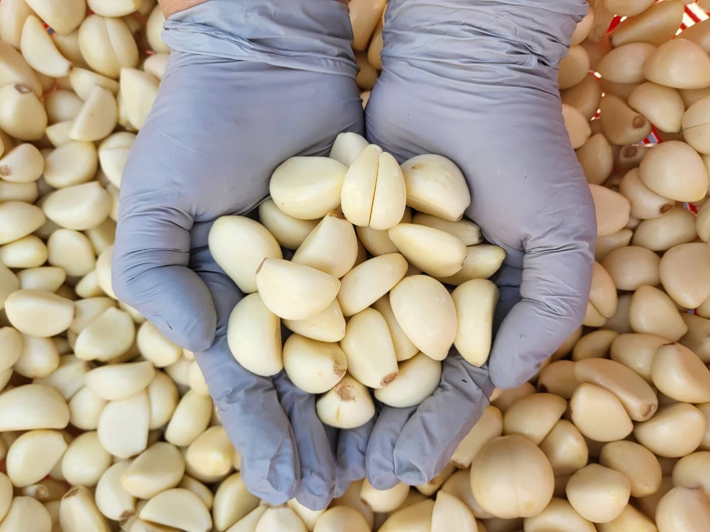 25년 무안 깐마늘 2kg 대 (14,460원/무료)3