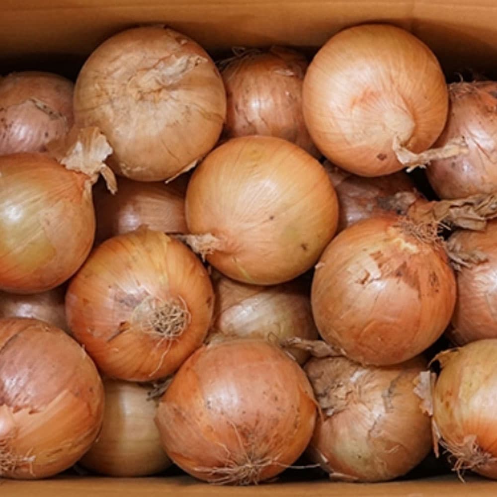 햇양파 5kg (5,840/무료)