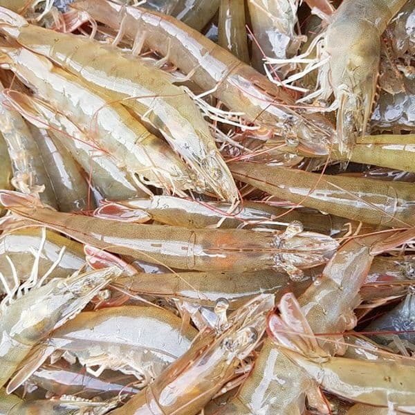 흰다리새우 33미내외 1kg(17,860원/무료)4