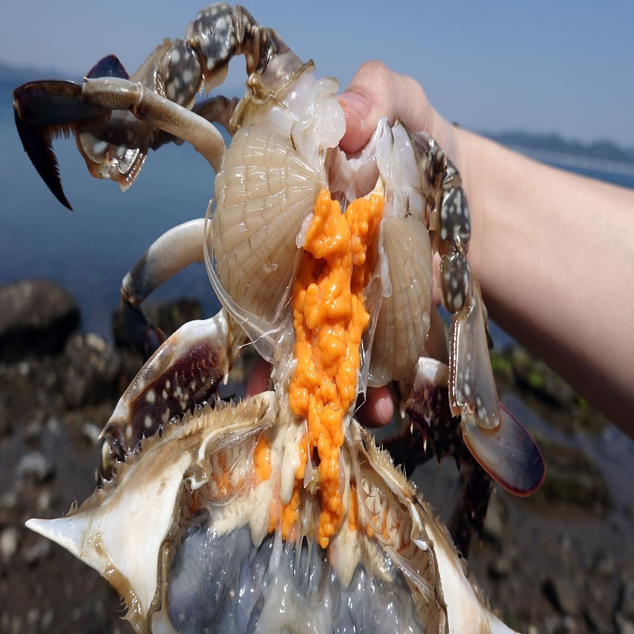 충남 태안 활 꽃게 2kg 6~10미 외 다양