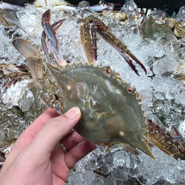 서해안 자연산 활 꽃게 1kg 2~5미