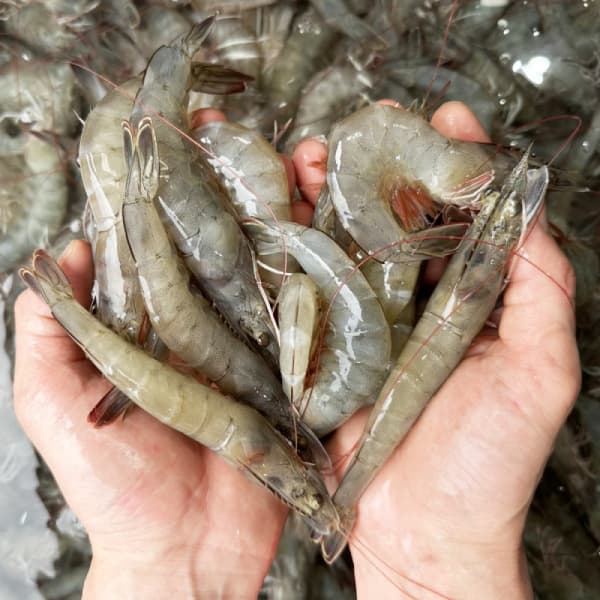 국내산 흰다리새우 1kg 33-38미