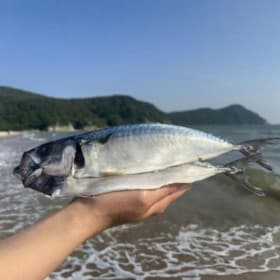 자반고등어 10마리 대짜 310g