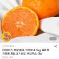 제주 카라향 4.5kg 외 다양 10개