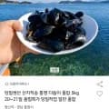 통영 다듬이홍합 5kg