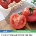 임실농협 유럽종 국내산 완숙 토마토 특등급 5kg (2,500원/무료)1