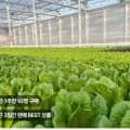 유러피안 샐러드상추 1kg