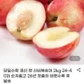 신비복숭아 2kg 24-40과 25년 첫출하 1개