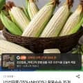 찰옥수수 15개입 14cm 이상