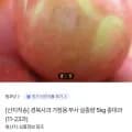 부사사과 실중량 5kg 중대과