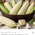 햇 찰옥수수 15개입 특품 14cm 이상 (9,520원/무료)