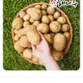 2026년 당진 해나루 송악농협 황토 햇 노지감자 정품 대사이즈 10kg (12,750원/무료)