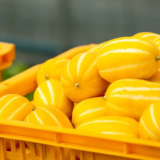 성주 꿀당도 참외 5kg 중과 (0,282원/무료)1