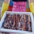 국내산 활 채낚오징어 1kg (16,080원/무료)