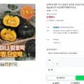 제주 미니 밤호박 보우짱 국내산 단호박 로얄과 1kg (6900원/무배)