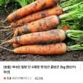 국내산 밀양 햇당근 중 2kg (5,800원/무료배송)