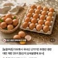 국내산 난각1번 유정란 20구 (9,680원/무료)