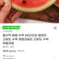 국산 꿀수박 6kg 이상 (11,870원/무료배송)