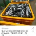 국내산 부산 손질 대왕 자반고등어 10미 (23,510원/무료)