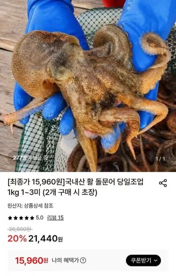 국내산 활 돌문어 당일조업 1kg 1~3미 (2개 구매 시 초장) (1,940원/무배)9