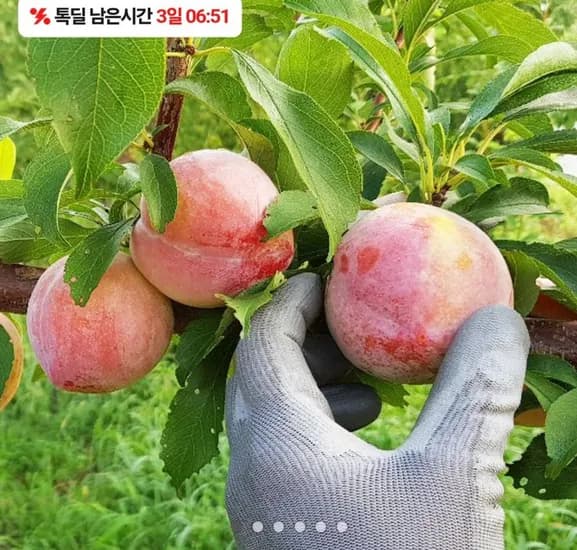 의성 옥자두 추희 kg 대과 14-18과 120g 내외(14,210원/무료)2