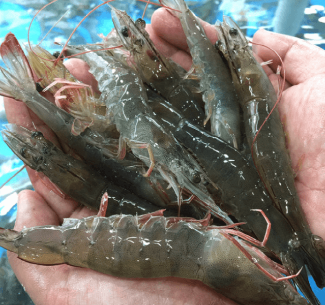 생물 활새우 1kg 30-35미