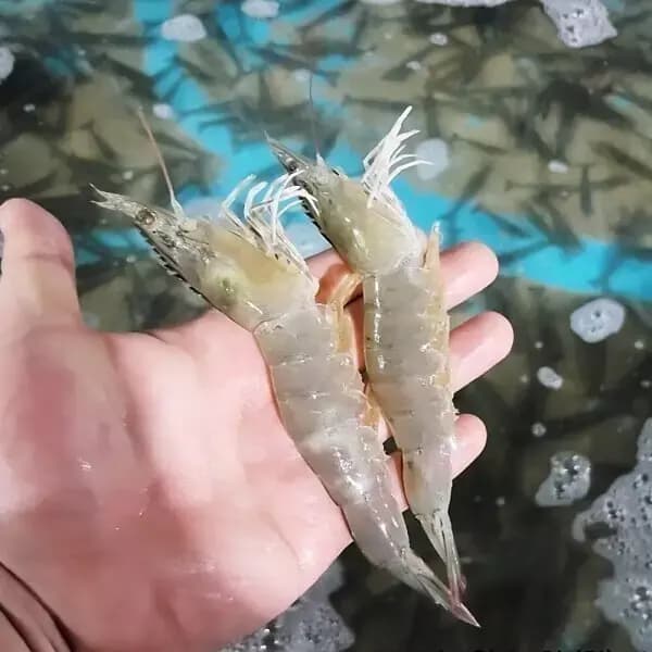 국내산 활 대하 흰다리새우 500g