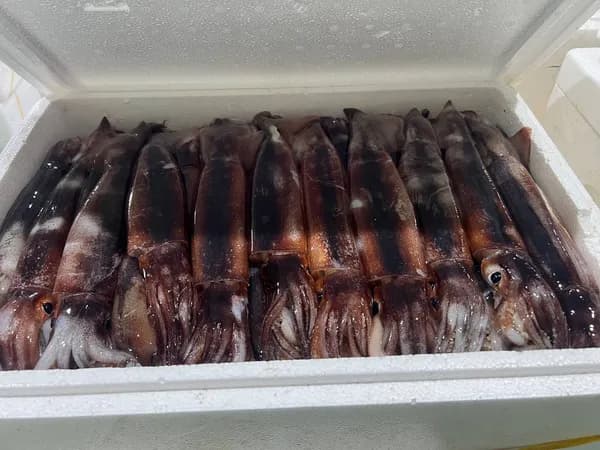 국내산 생물오징어 1kg(4~5미) (10,430원/무배)
