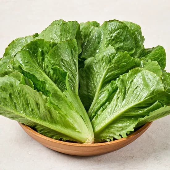 동김제농협 로메인 단품 샐러드, 1kg, 1박스