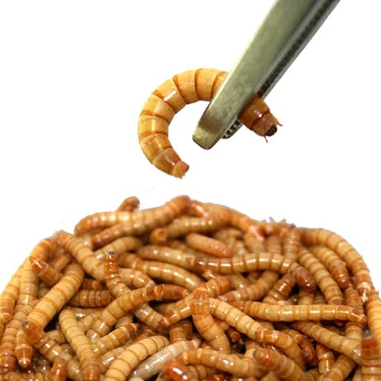 살아있는 밀웜 반려동물 먹이 극소 100+100, 밀웜,1.8-2.0cm, 300+300마리