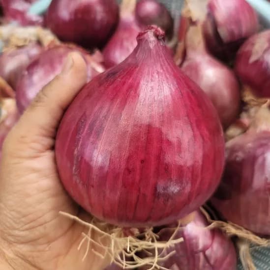 광평영농조합 무안 햇 자색양파, 5kg, 소미니혼합, 1개