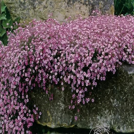 모야모 알프스안개꽃 덤불안개꽃 Gypsophila repens Rosea, 핑크, 1봉