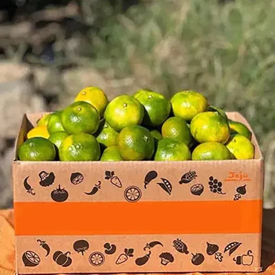 철이네 제주 노지 감귤, 특상품, 중대과, 10kg, 1박스