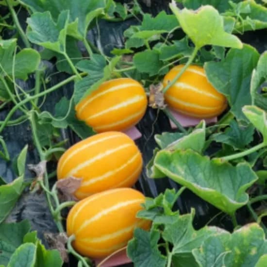 상은과일 성주 꿀참외 산지직송, 못난이참외(혼합), 10kg, 1박스