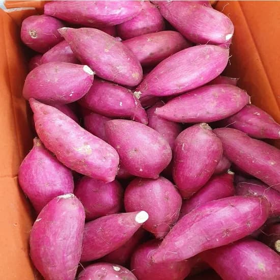 베니하루카 해남 햇 꿀밤고구마, 특상, 3kg, 1박스