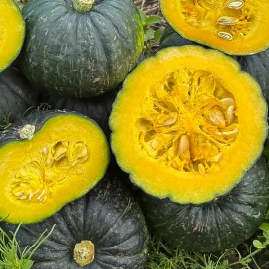 제주 보우짱 미니 밤호박 단호박, 로얄과, 5kg, 1박스