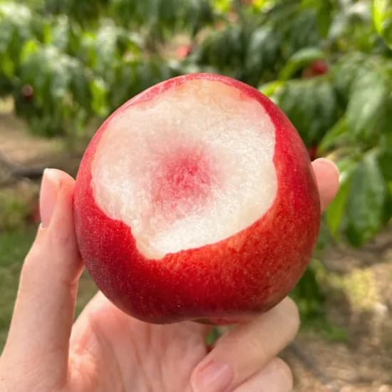 신비복숭아 로얄과, 특대과, 2kg, 1개