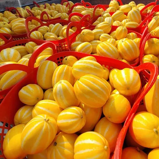 성주참외, 가정용, 못난이, 10kg, 1개