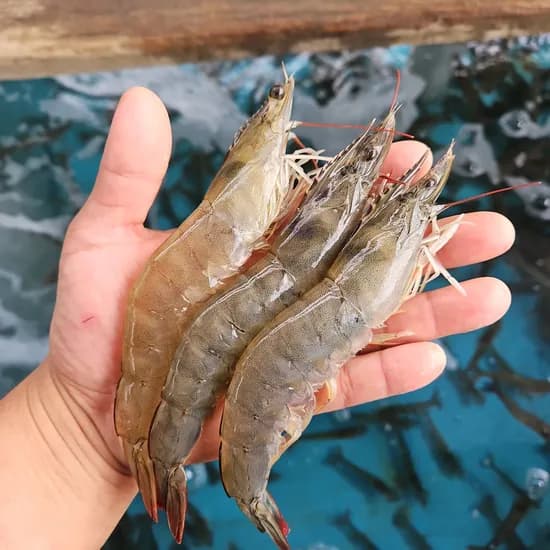 수산특공대 활 흰다리새우, 500g, 17-20미 내외, 1개