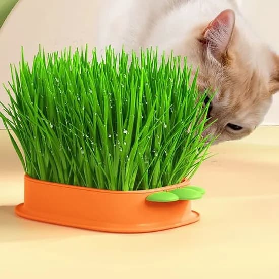 고양이 캣그라스 키우기 그릇, 오렌지, 1g, 1개