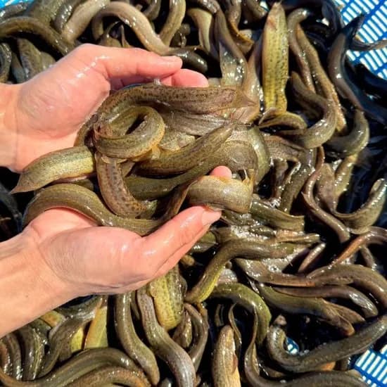 국내산 미꾸라지, 중, 추어탕용, 1kg, 1개