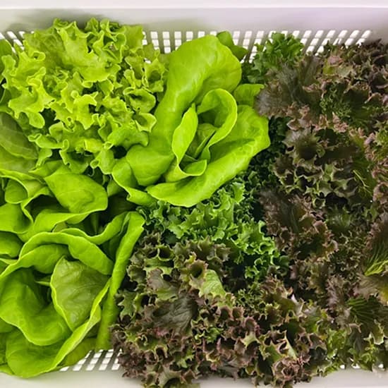 파인밀 당일 수확 GAP인증 유러피안 샐러드 모듬쌈채소, 1kg, 1박스