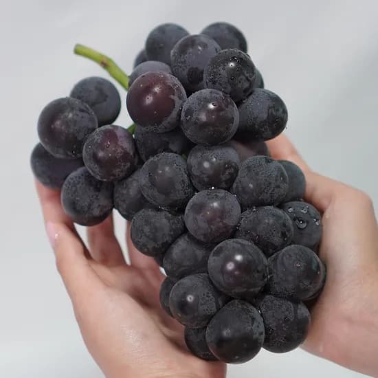 고당도 국내산 거봉포도, 특품, 안심포장, 19브릭스 이상, 2kg 내외, 2-4수, 1박스