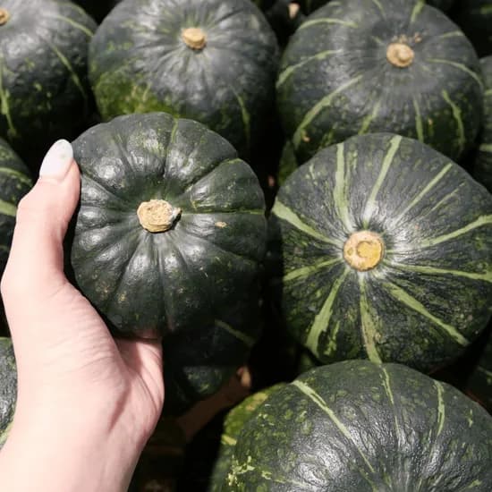제주 미니밤호박 보우짱 못난이 국내산 햇 혼합과 10kg 1박스