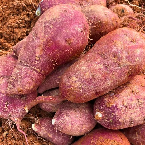 산지직송 해남 햇 꿀고구마, 특상, 5kg, 1박스