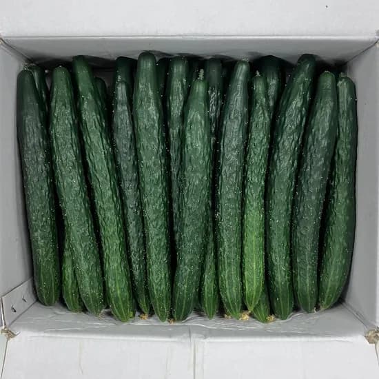국내산 가시오이, 상, 5kg, 1개